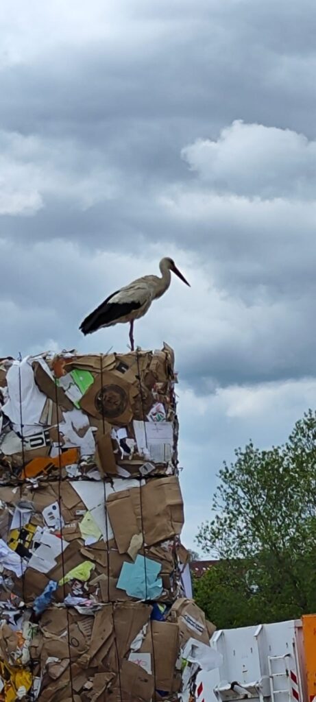In unserer NIederlassung Wiesa brütet ein Storchenpaar....